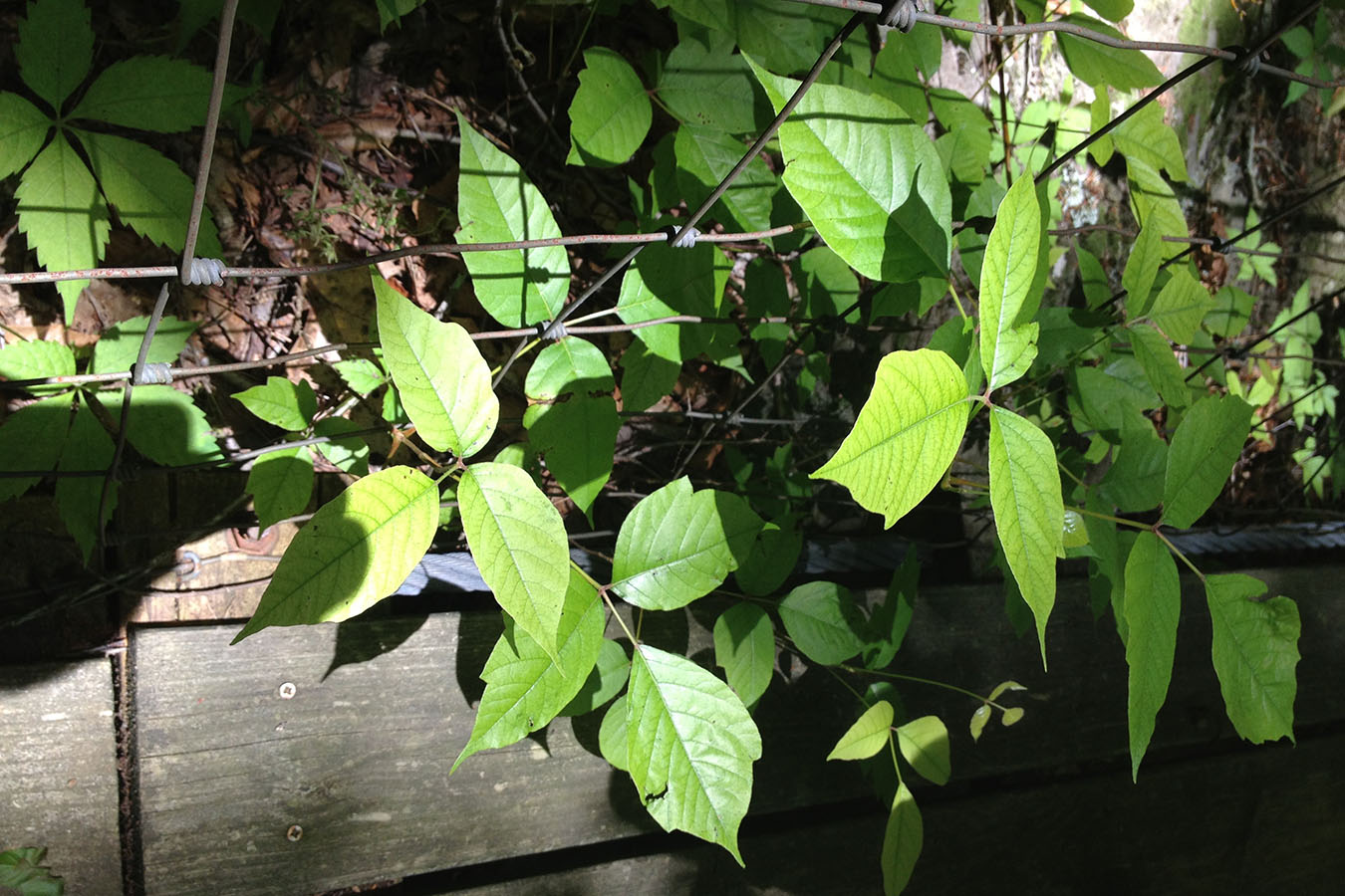 Poison Ivy, A ‘Familiar Stranger’ That Could Ruin Your Summer | Kaiser