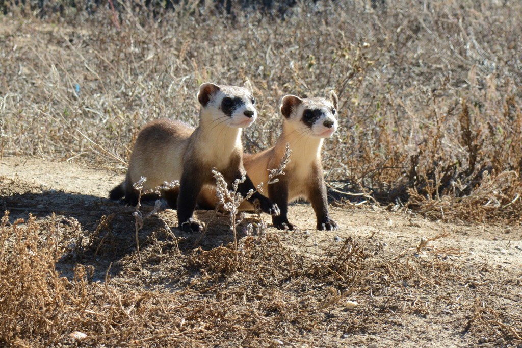 At Risk of Extinction, Black-Footed Ferrets Get Experimental COVID Vaccine  | Kaiser Health News