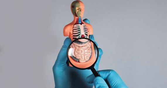 A gloved hand holds a magnifying glass to a miniature model of the human body focusing on the gastrointestinal system.