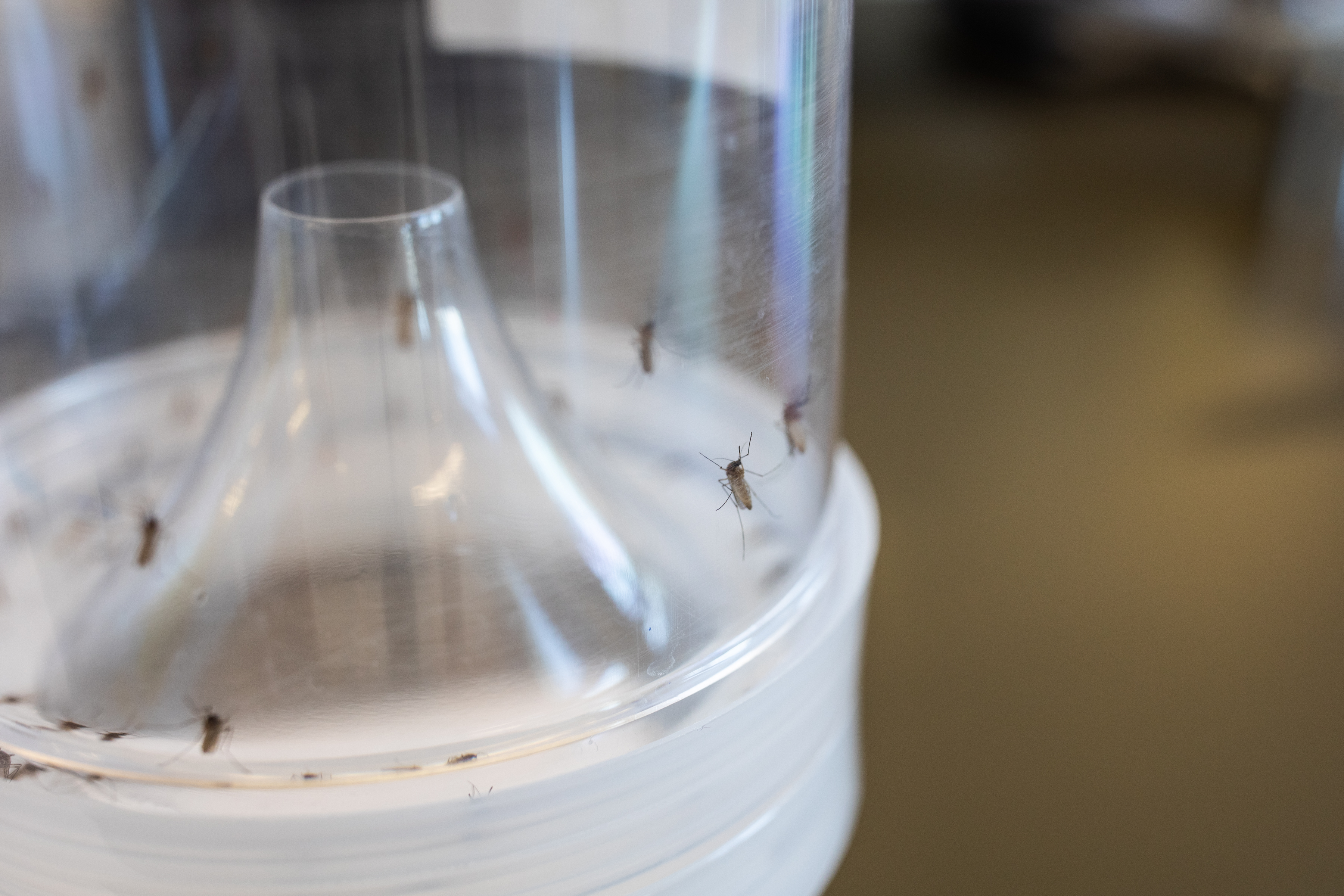 Tasarlanmış Sivrisinekler için Gizli Yırtıcı Hayvanlarla Savaşmak İçin Kırsal California Kuluçka Planı