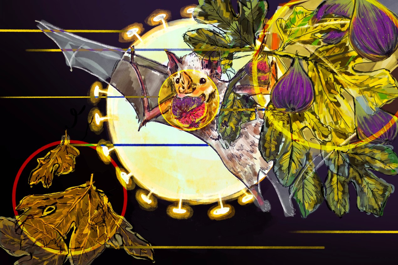 A digital illustration in watercolor and pencil shows a Jamaican fruit bat flying in the center of the image. It holds a fig in its mouth, and is moving between two clusters of dying leaves, representing the habitat and food loss the bats are experiencing. In the background, highlighting the bat, is a large interpretation of the covid-19 virus, which also looks like the moon.