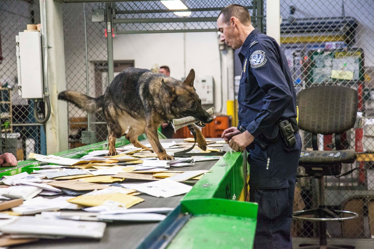 A photo shows a Customs officer reviewing mail as a dog alerts him.